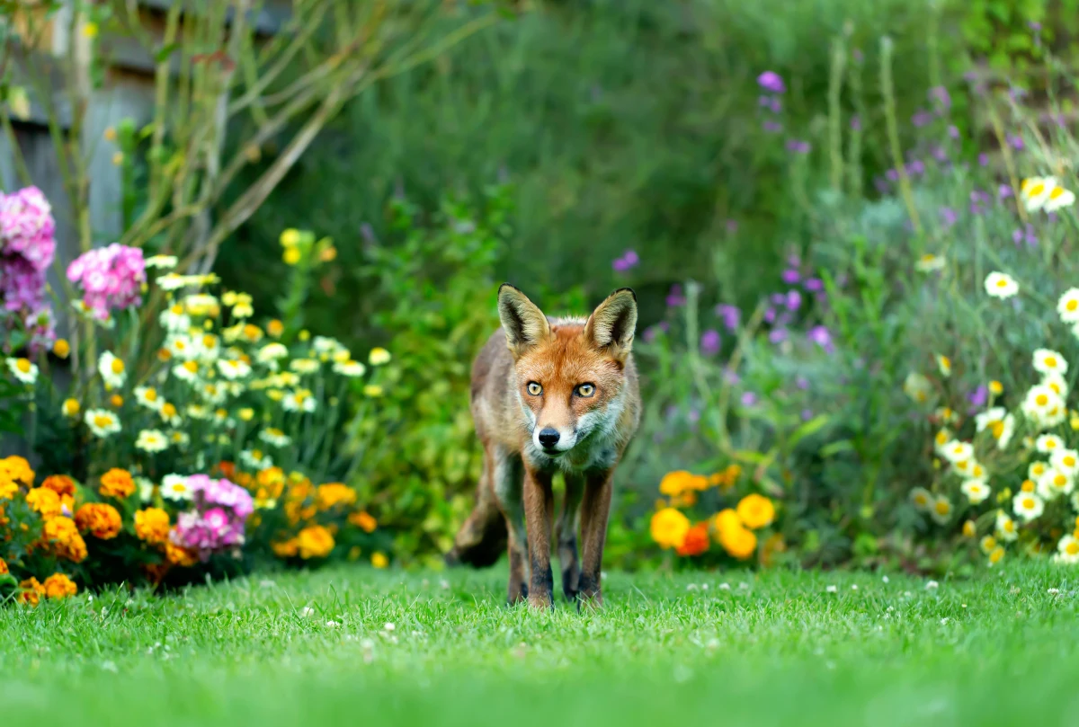 que faire si j ai un renard dans le jardin pelouse verte fleurs roses et jaunes