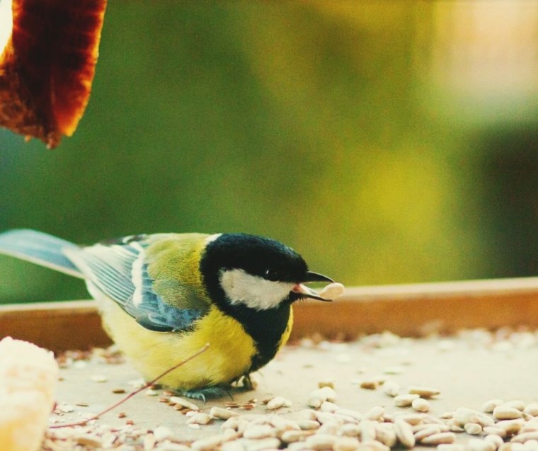 que mangent les oiseaux en hiver comment les attirer