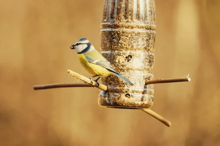 que mettre dans une mangeoire à oiseaux et attirer les volatiles