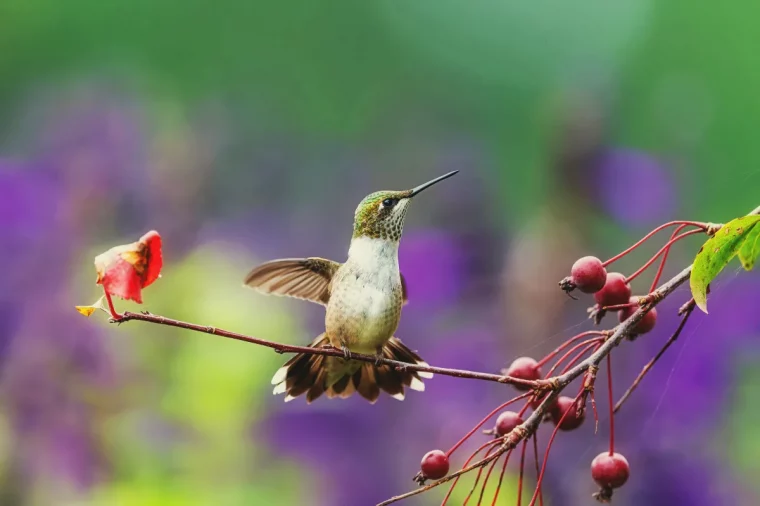 que planter en automne arbuste pour arttirer les oiseaux dans le jardin