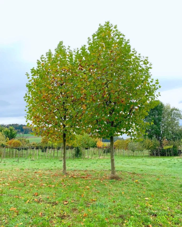 quel arbre resiste aux vents platane pelouse verte