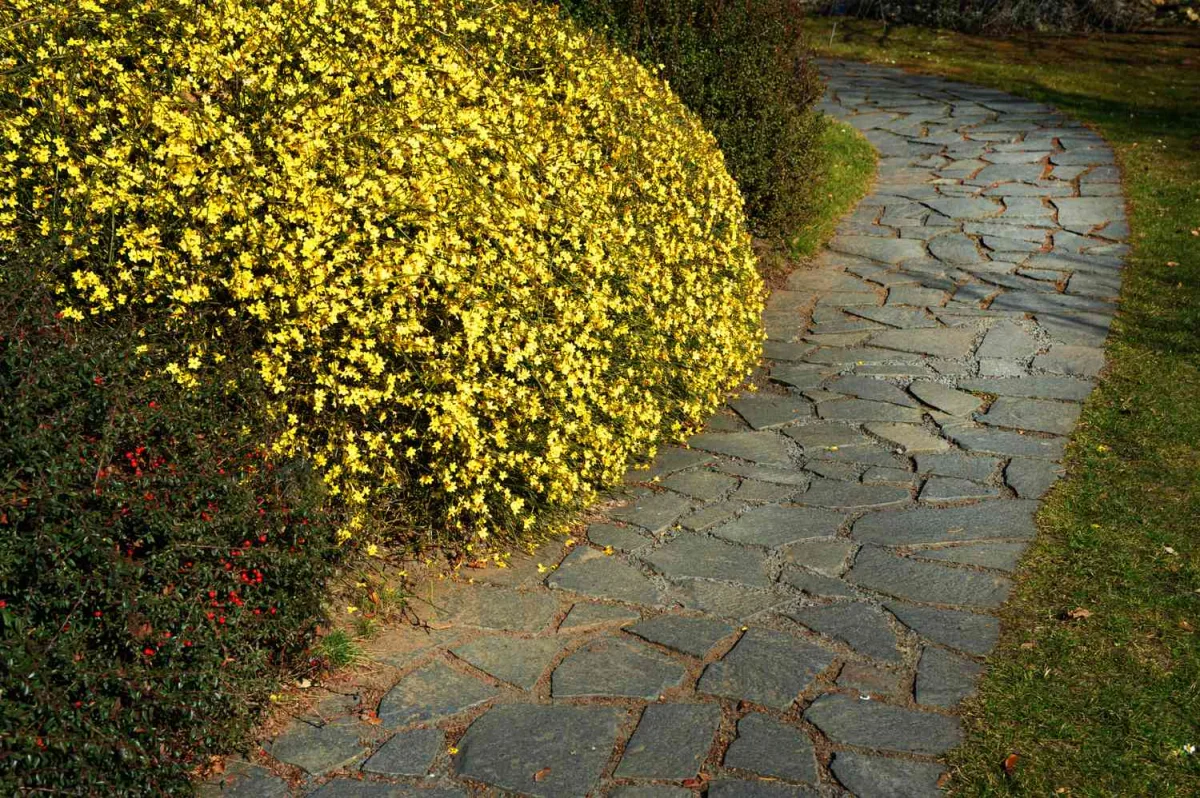 quel empacement pour un jasmin d hiver