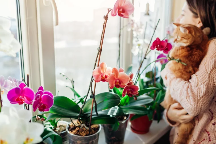 quel emplacement pour garder une orchidee fleurie toute l annee