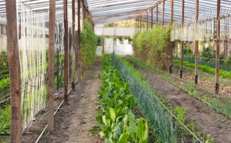 quel legume planter en octobre sous serre tuteurs cultures oignons salades vertes