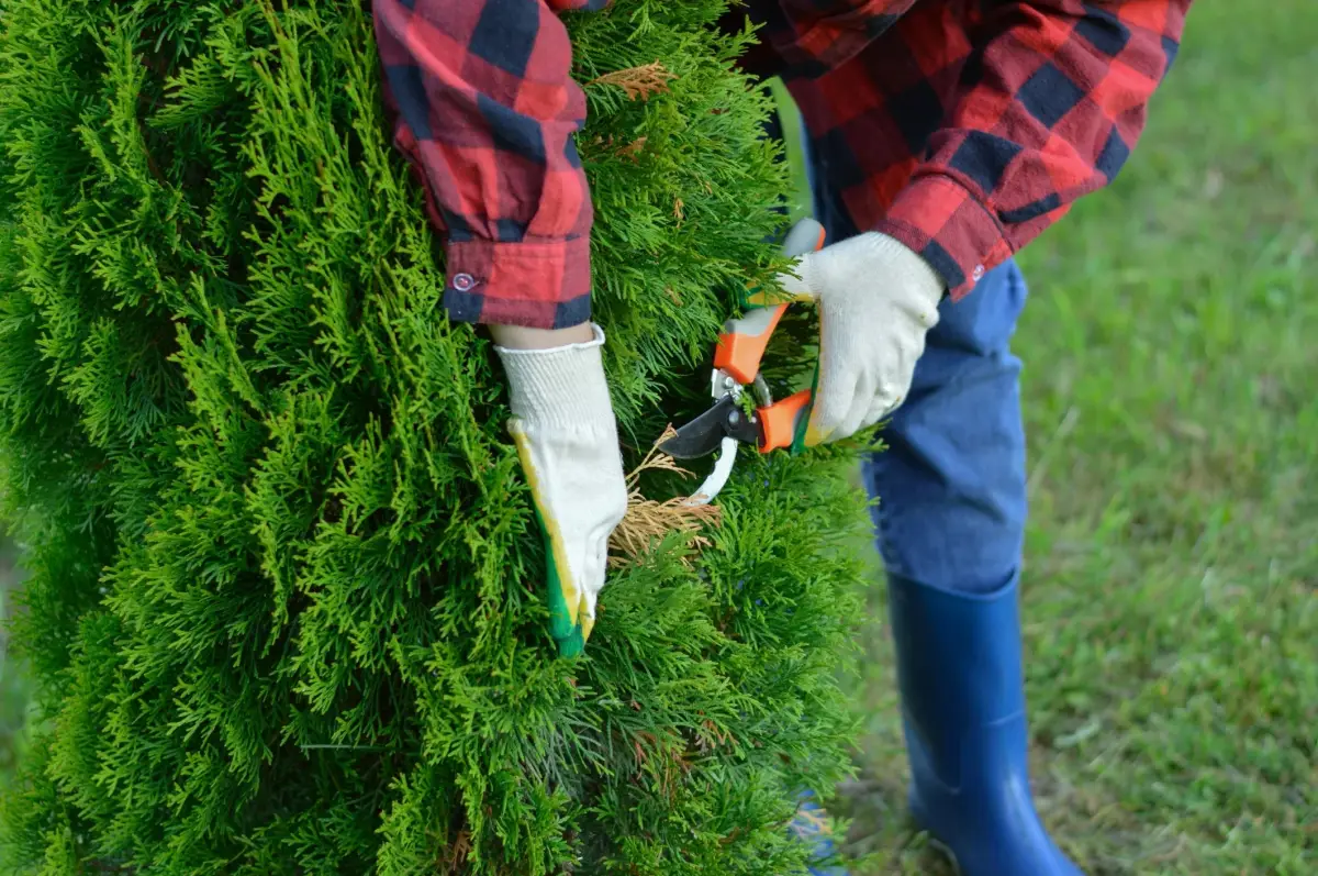 quel mois pour couper les thuyas outils ciseaux jardinage entretien conifere