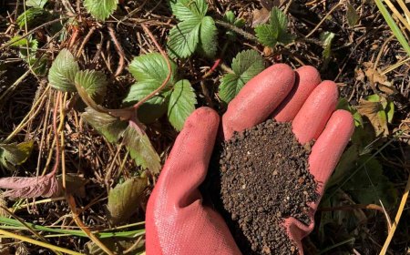 quelle fertilisant pour les fraises en automne main avec gant rouge terre feuilles vertes