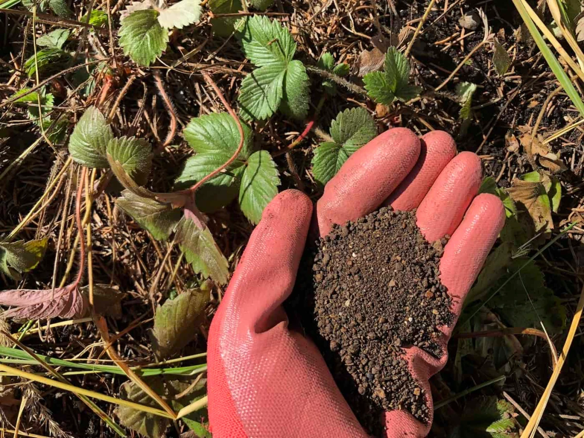 quelle fertilisant pour les fraises en automne main avec gant rouge terre feuilles vertes