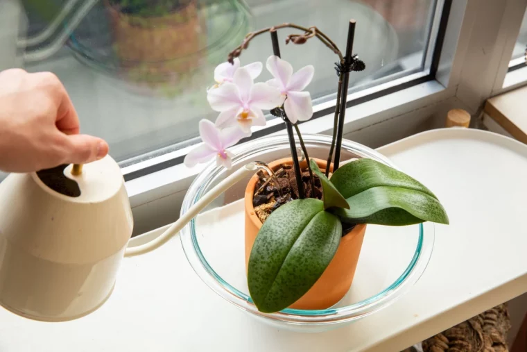 quelle frequence pour arroser une orchidee fenetre rebord pot terre cuite bol verre