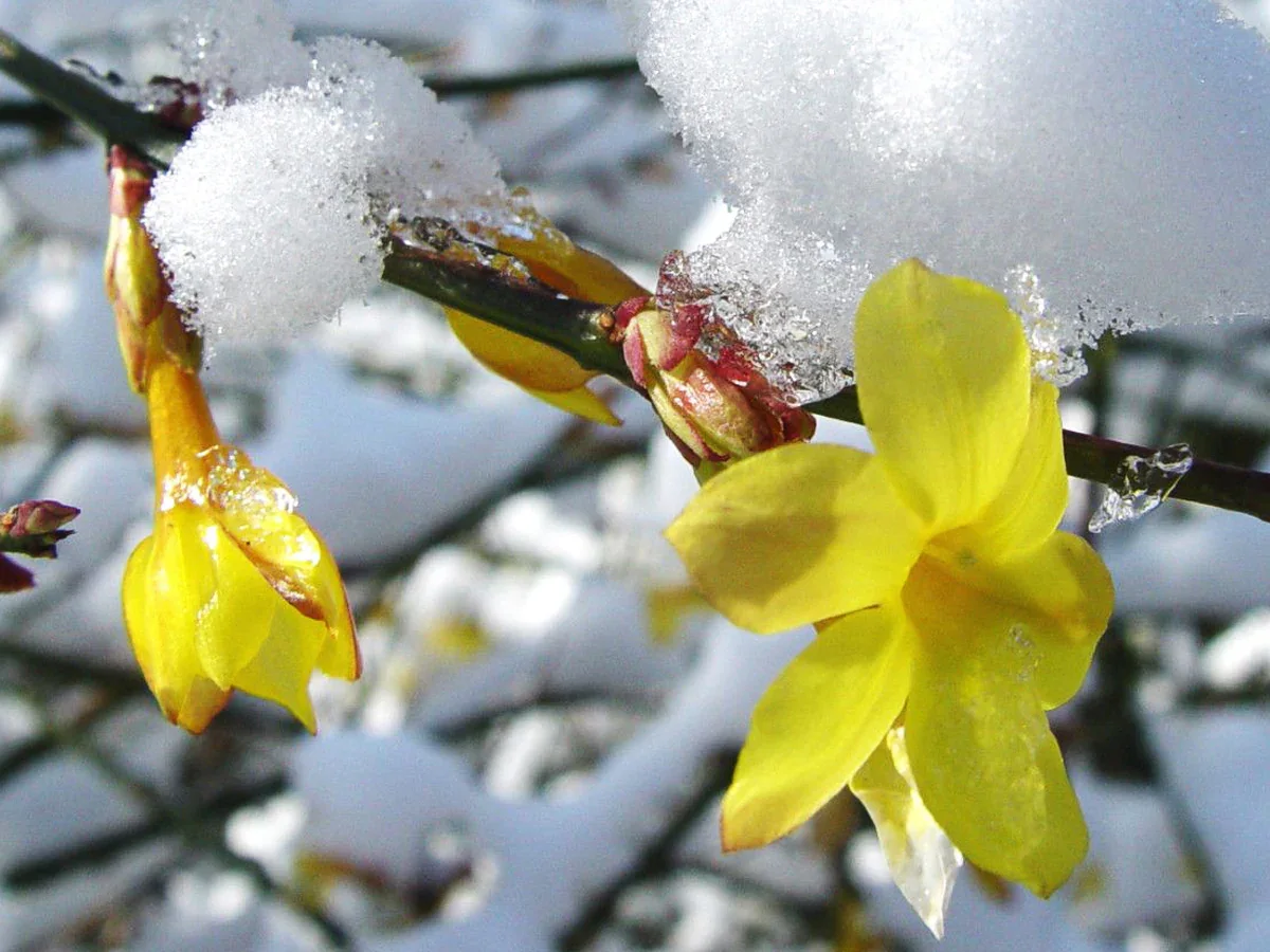 quelle plante a floraison resiste au froid