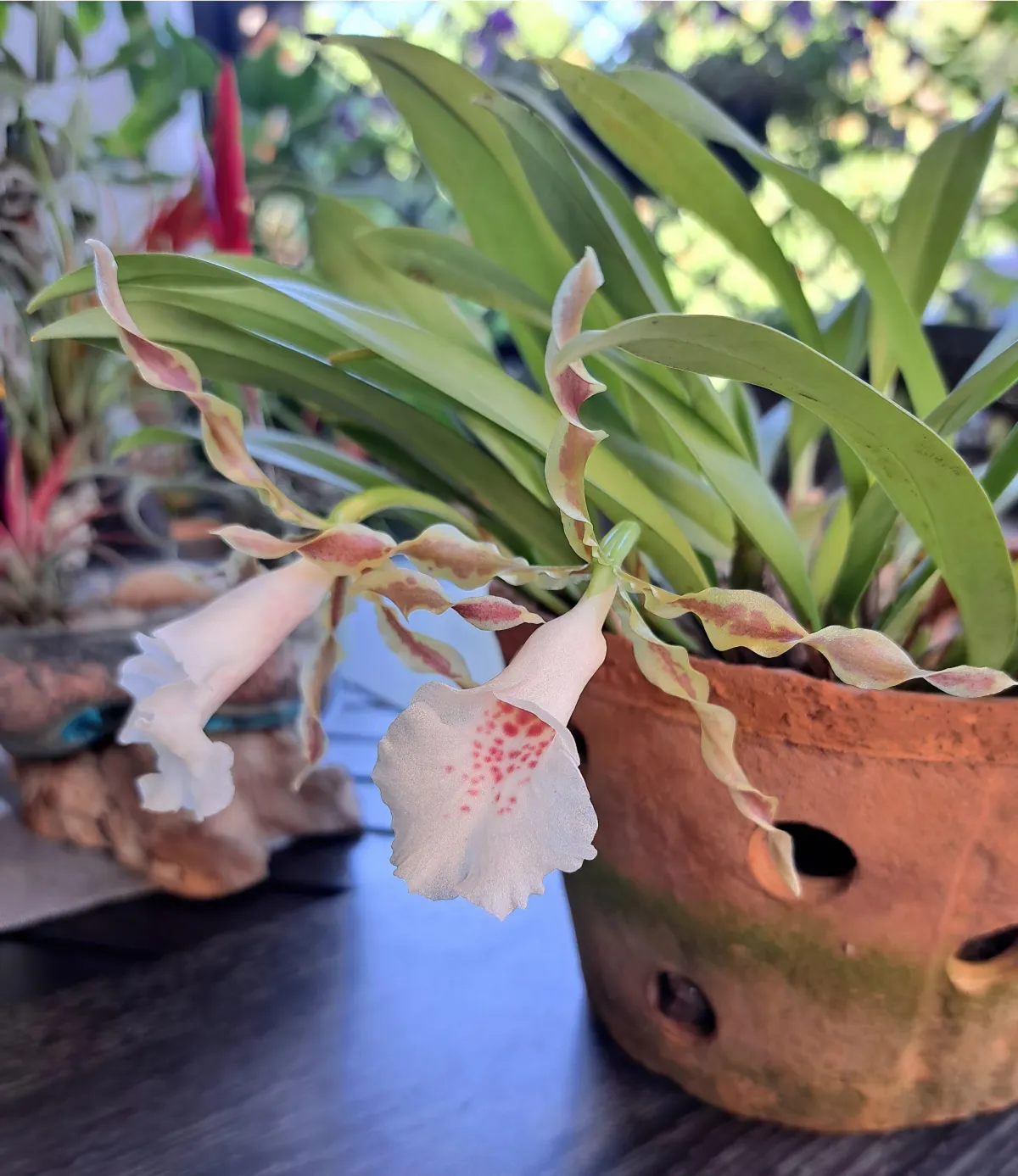 quelle variete d orchidee choisir conseils