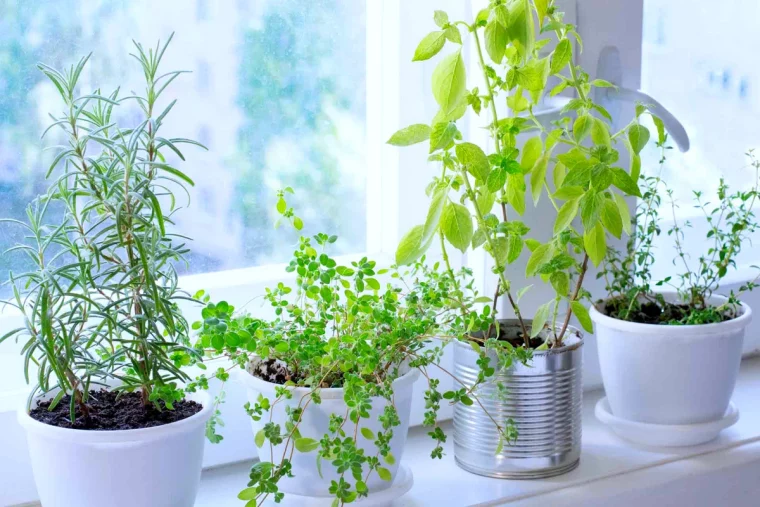 quelles plantes aromatiques a faire pousser a l interieur