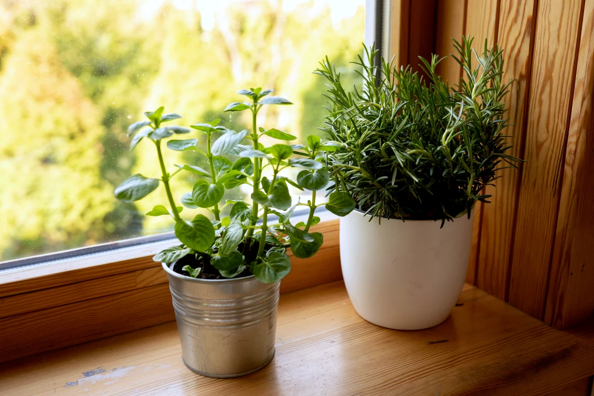 quelles plantes aromatiques en hiver pot feuilles vertes fenetre