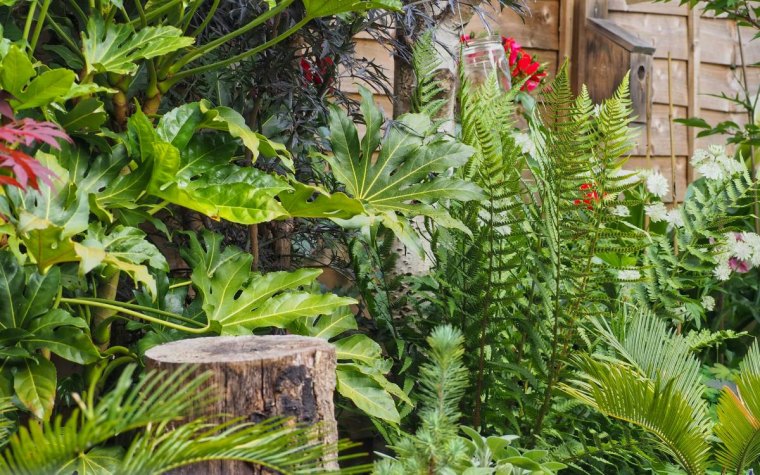 quelles plantes mettre au pied d un arbre fougere cloture bois palmier exterieur