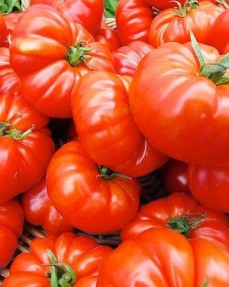 quelles tomatees choisir pour farcir