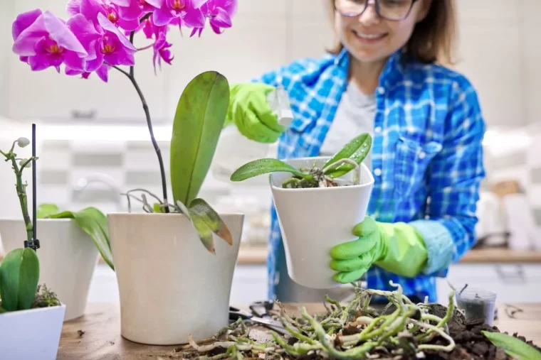 quels soins apporter a une plante tropicale conseils