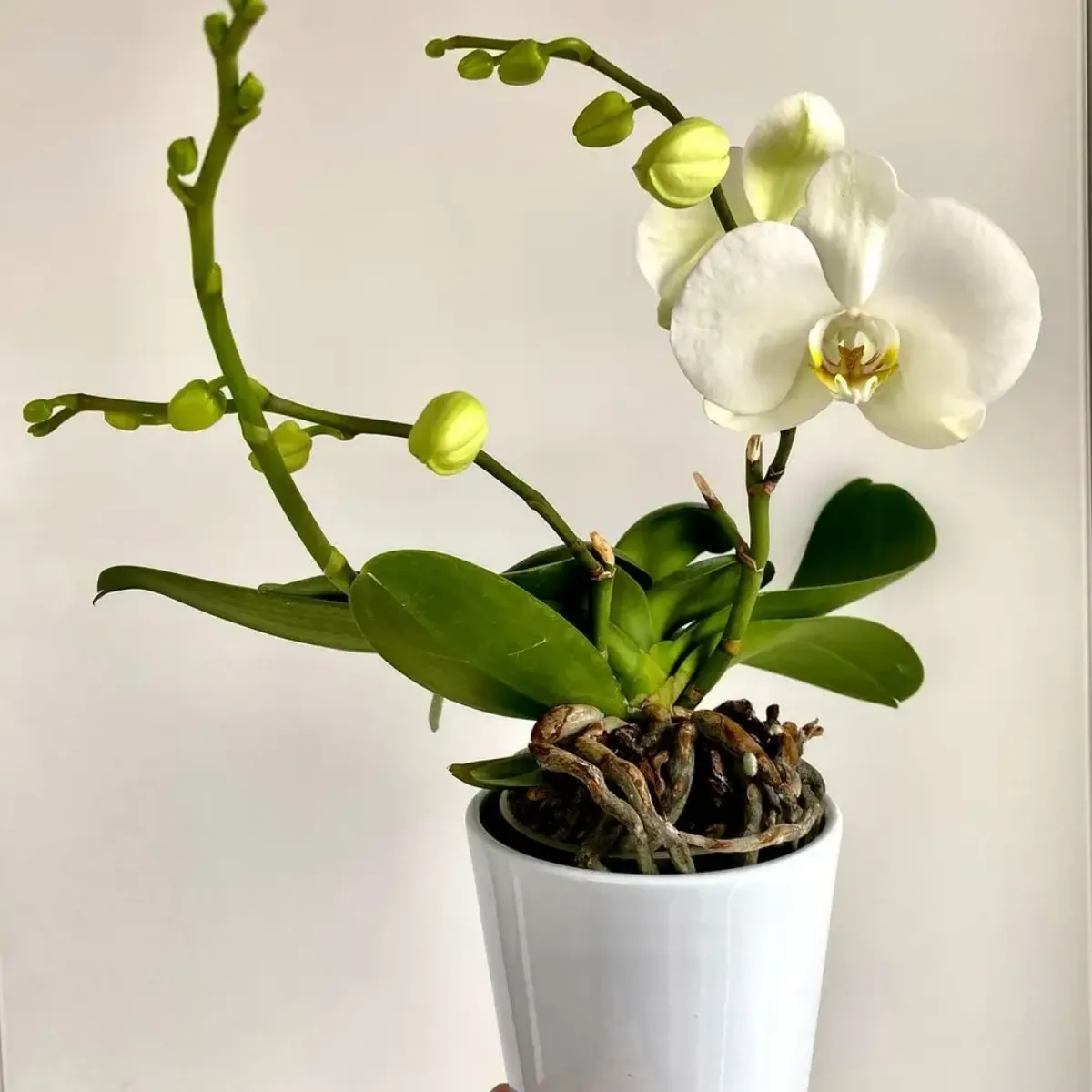 quels soins pour avoir une belle orchidee en fleurs