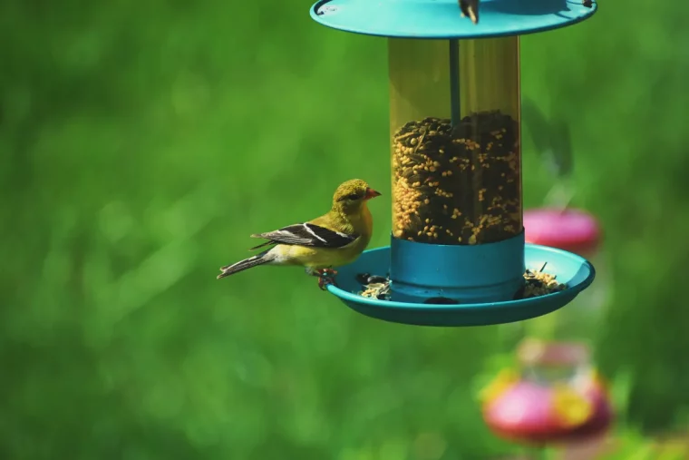 quoi donner à manger aux oiseaux exemple de quoi remplir une mangeoire à oiseaux