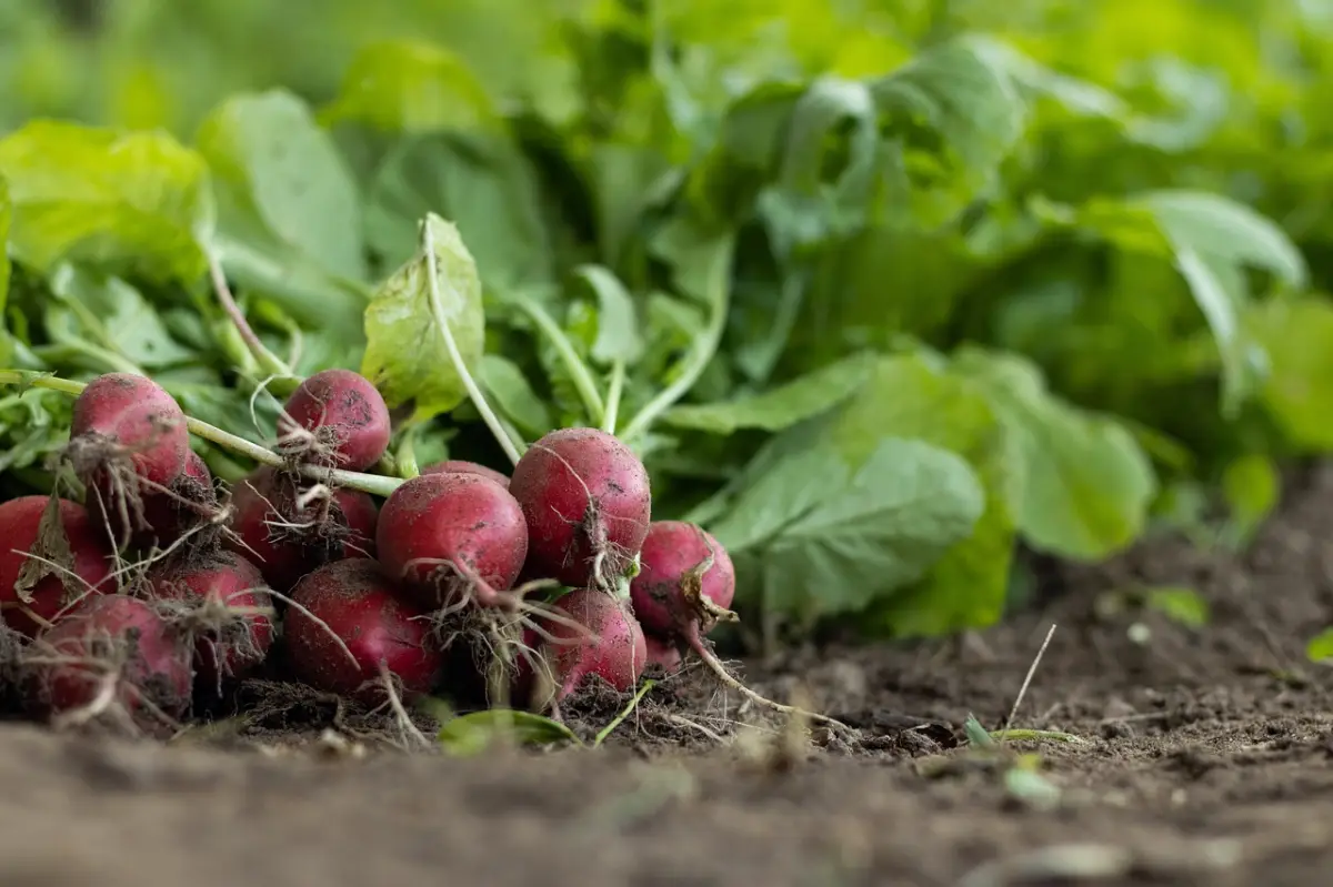 radis recolte plantation serre pleine terre legumes hiver feuillage