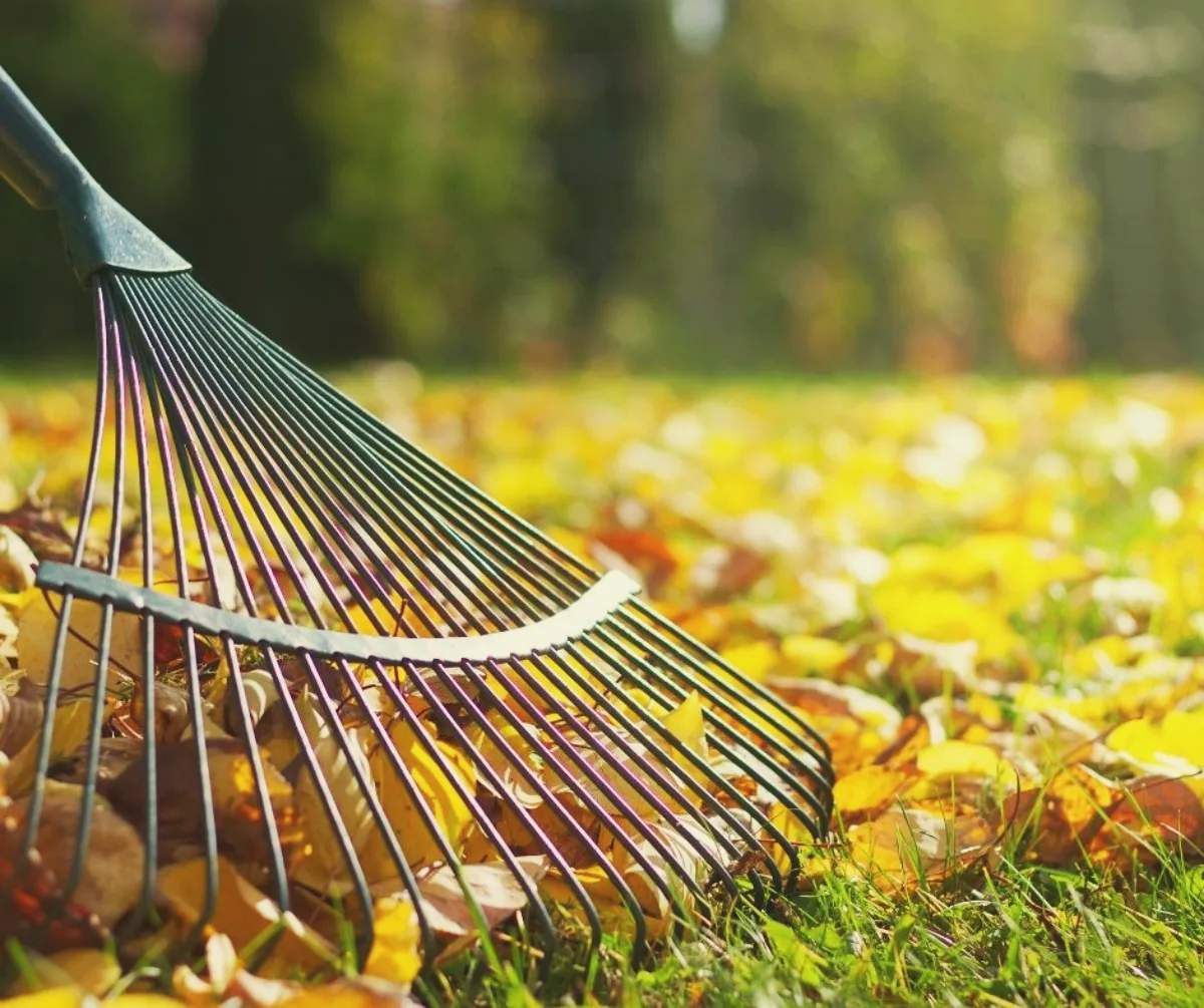 ratisser ou ne pas ratisser les feuilles que faire entretien gazon en automne astuces
