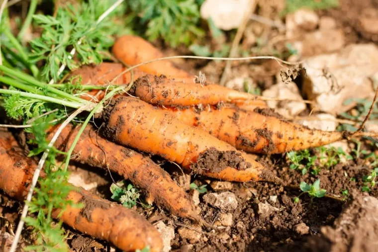 recolte carrottes feuilles racines legumes terre sol potager soleil