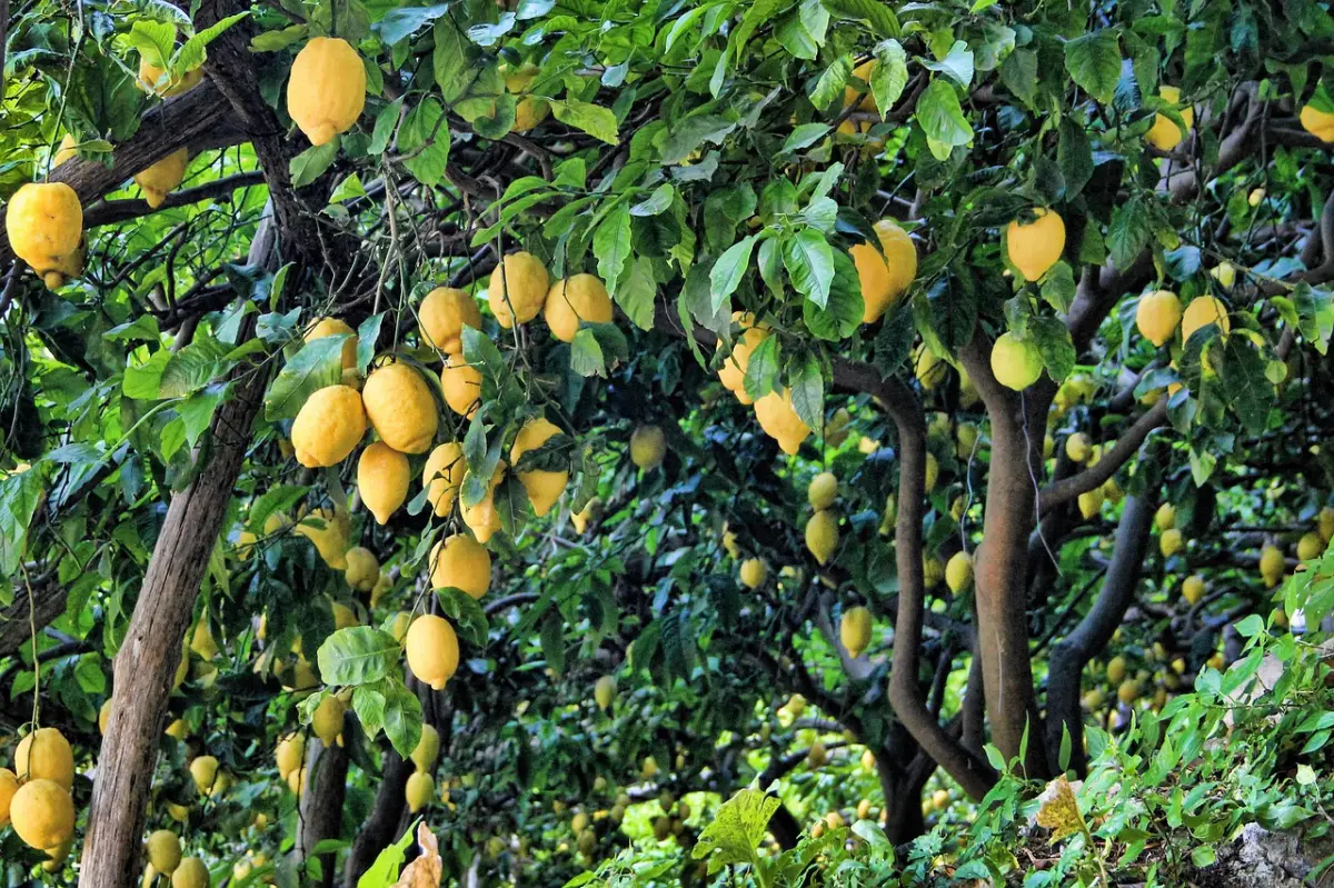 recolte citron entretien arbres matures jardin fruitier agrumes