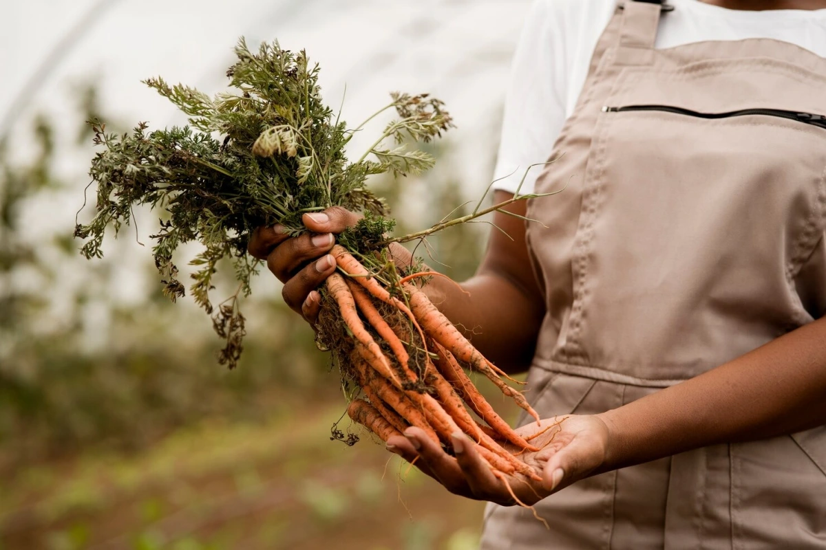 recoltez les carottes le soir legumes racines femme potager soins cultures