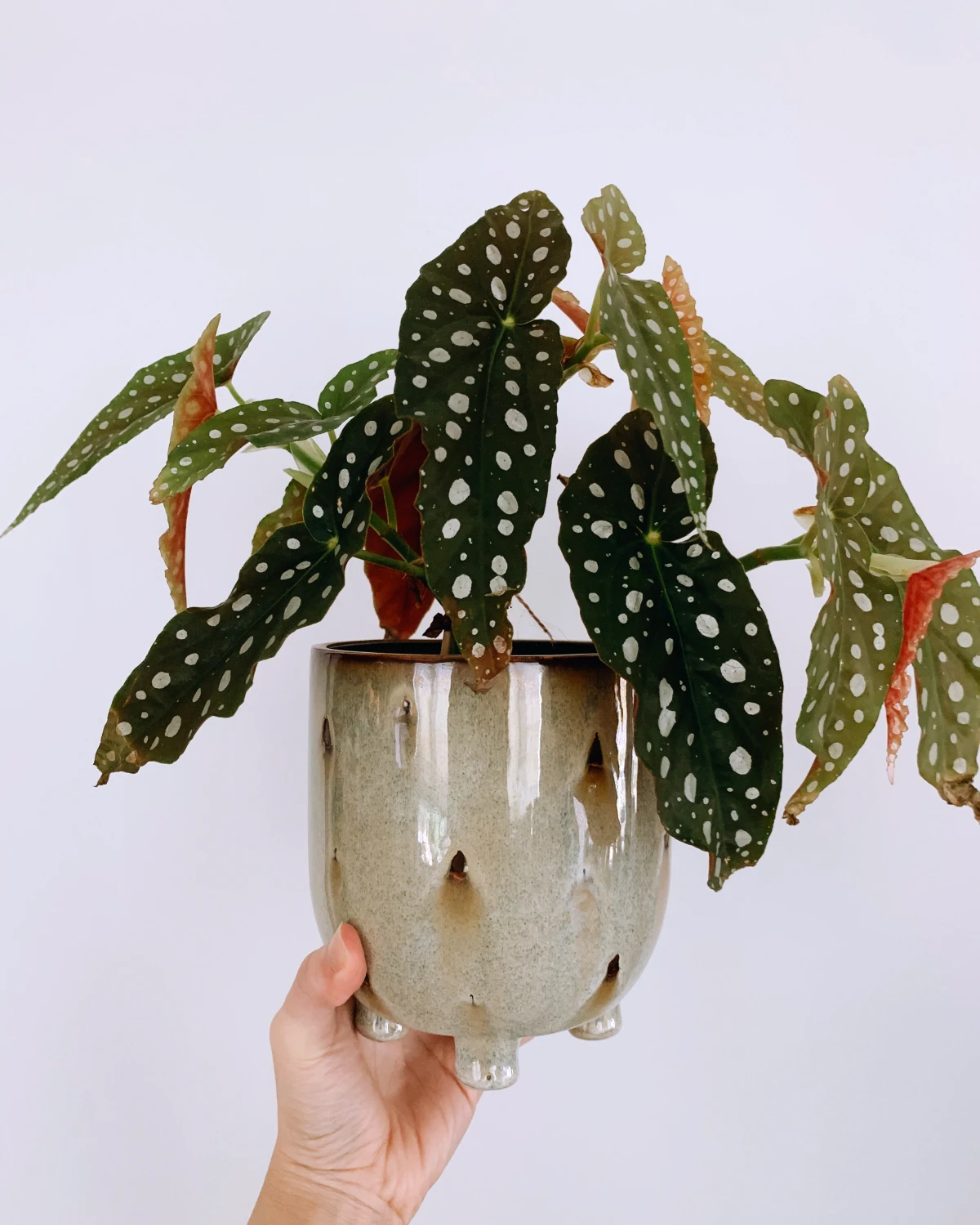 refleurir une begonia avec bicarbonate de soude fleurs vertes