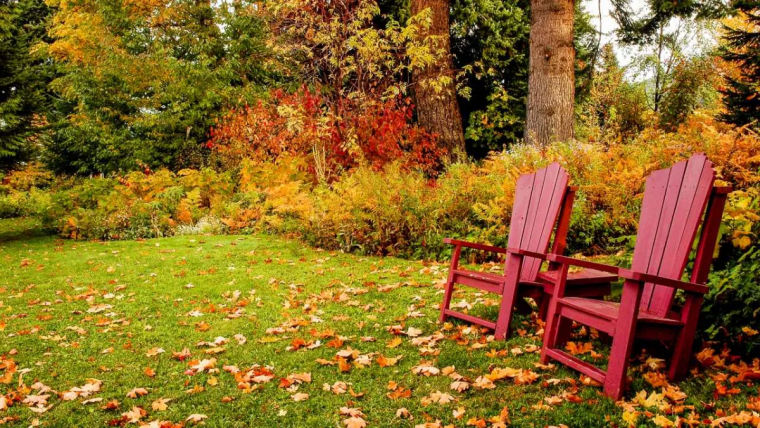 régénérer une pelouse pelouse feuilles mortes avec deuxchaises rouges