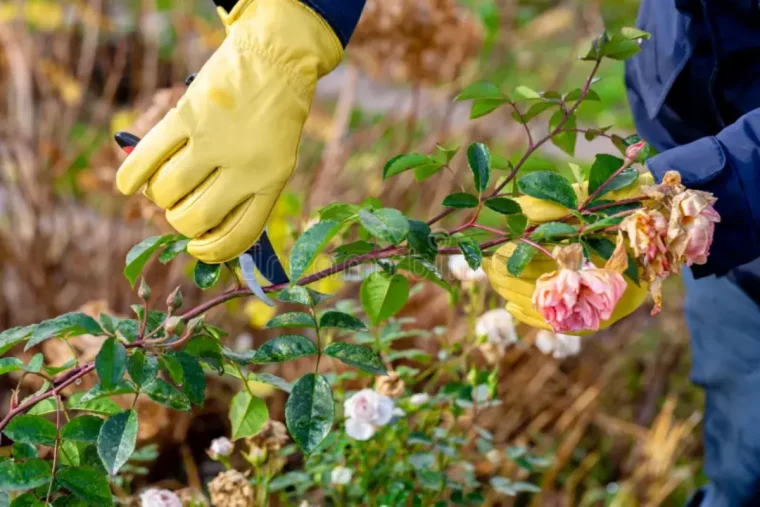 règles d'or pour tailler les arbustes avant l'hiver main taille rosier