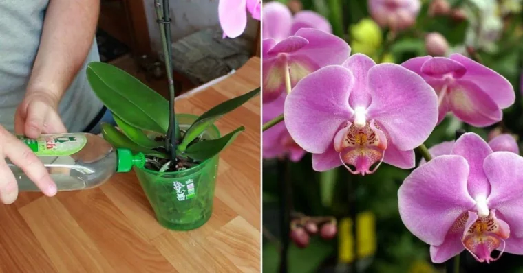 remede grand mère pour orchidée