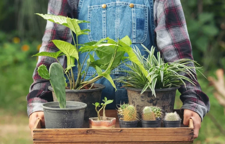 rentrer les plantes a l interieur cagette bois pots cactus syngonium chlorophytul