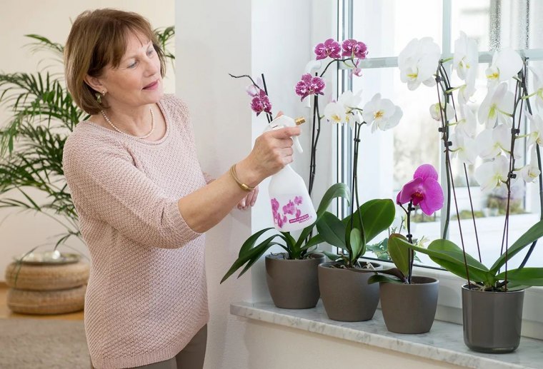 requinquer une orchidee femme vaporise des orchidees aune fenetre