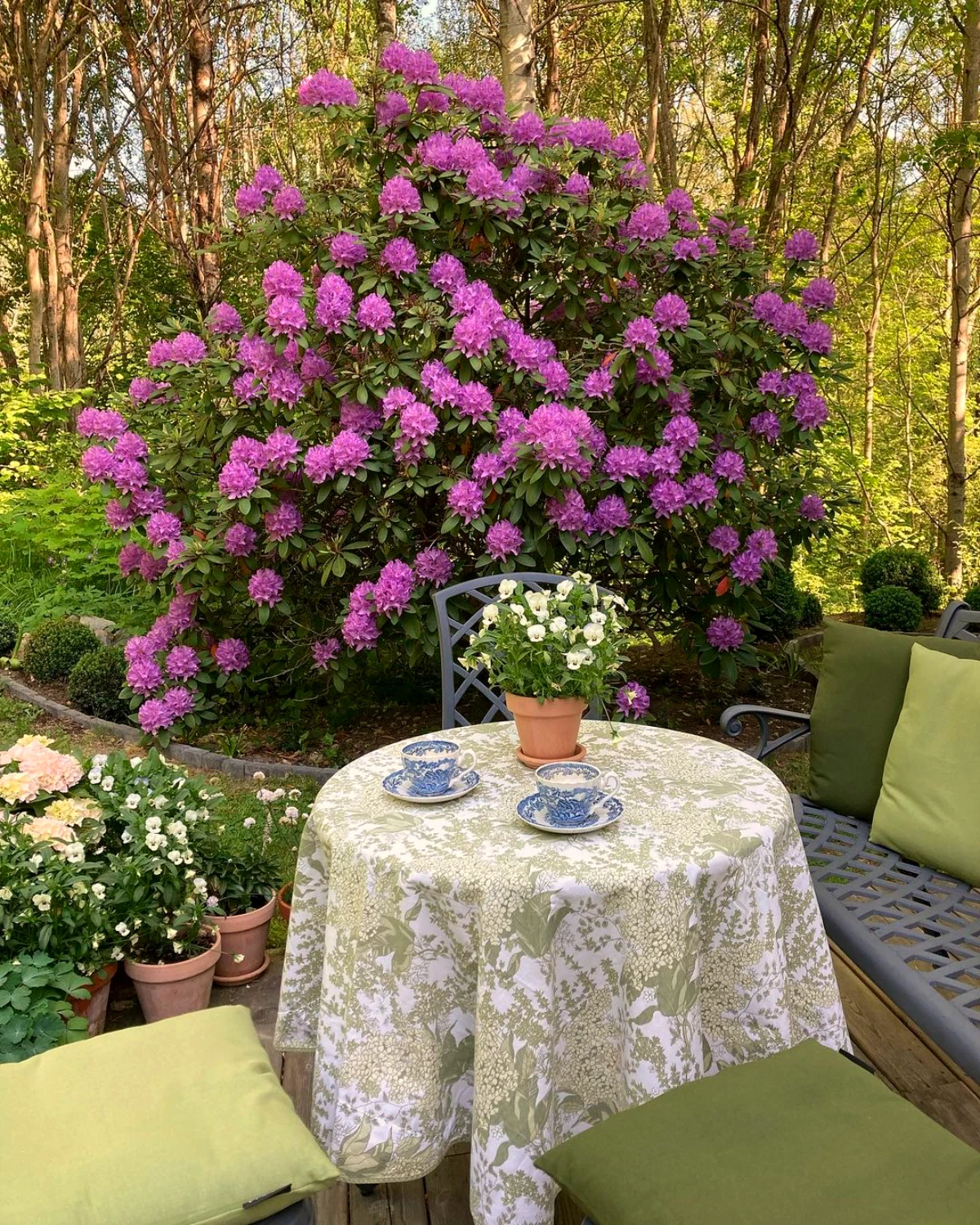 rhododendron arbuste brise vue fleurs roses table en metal deux chaise jardin