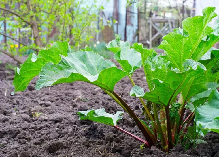 rhubarbe quels soins apporter pour une bonne recolte