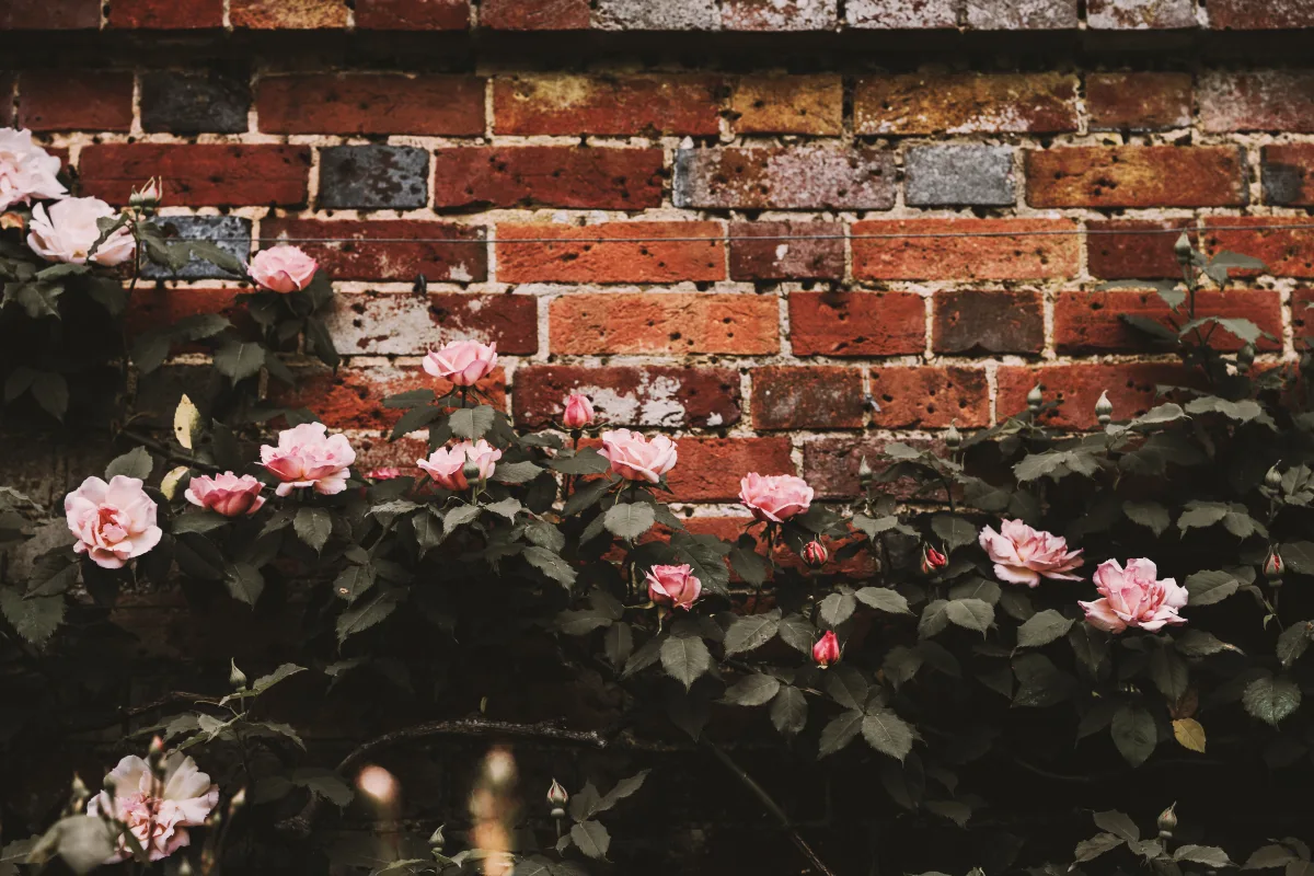 rosier grimpant contre un mur comment cacher un support de mur vilain