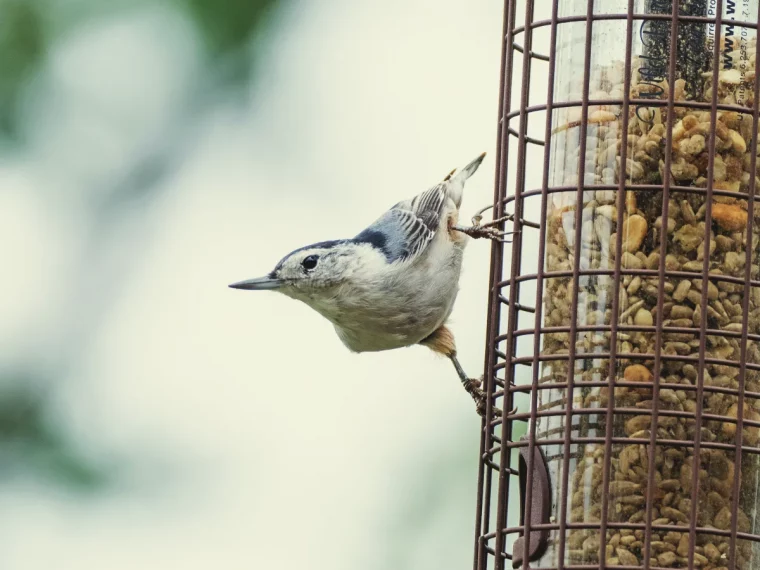 s occuper des oiseux en hiver que donner à manger aux volatiles