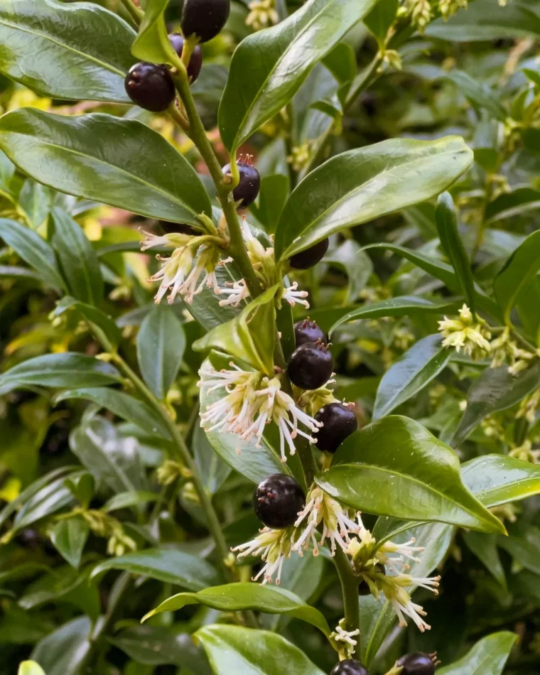 sarcococca arbuste pour l hiver fleurs blanches baies noires feuilles vertes