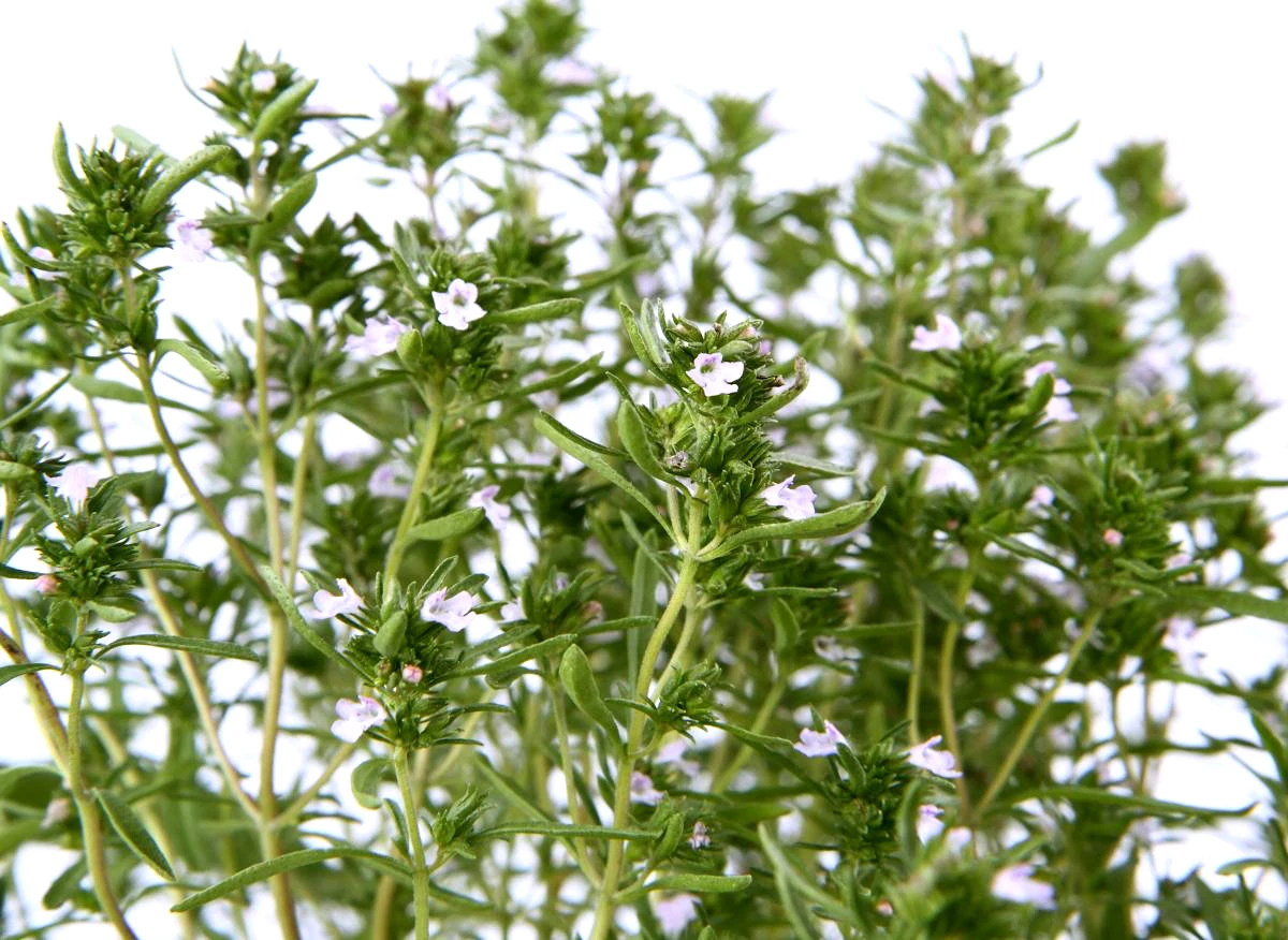 sarriette herbe verte contre la chutte des cheveux fleurs blanches