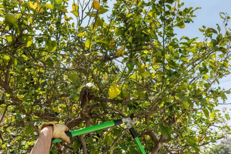 secateurs jardin gants taille citronnier arbre recolte fruits