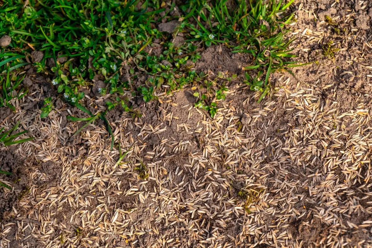 semis gazon terrain sol terreau mauvaises herbes vegetation graines