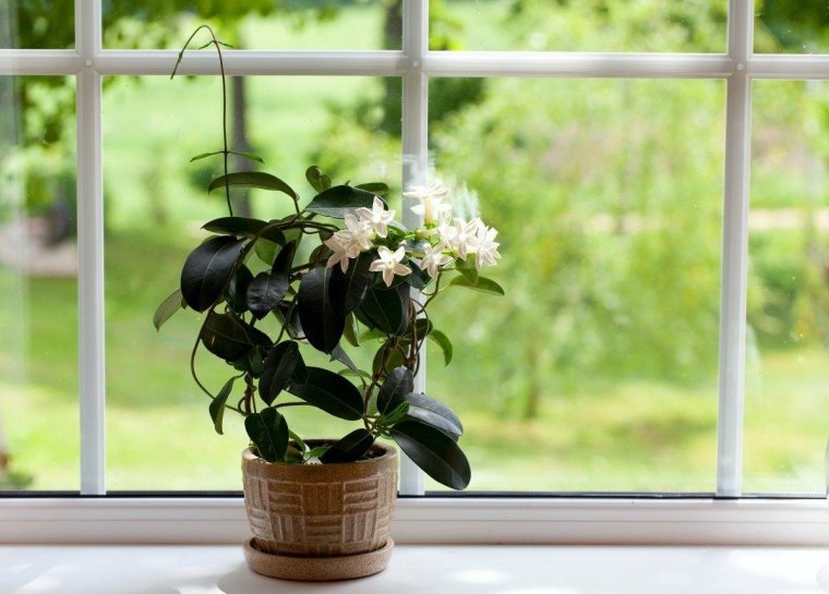 stephanotis entretien pot ceramique exposition soleil fenetre rebord jardin