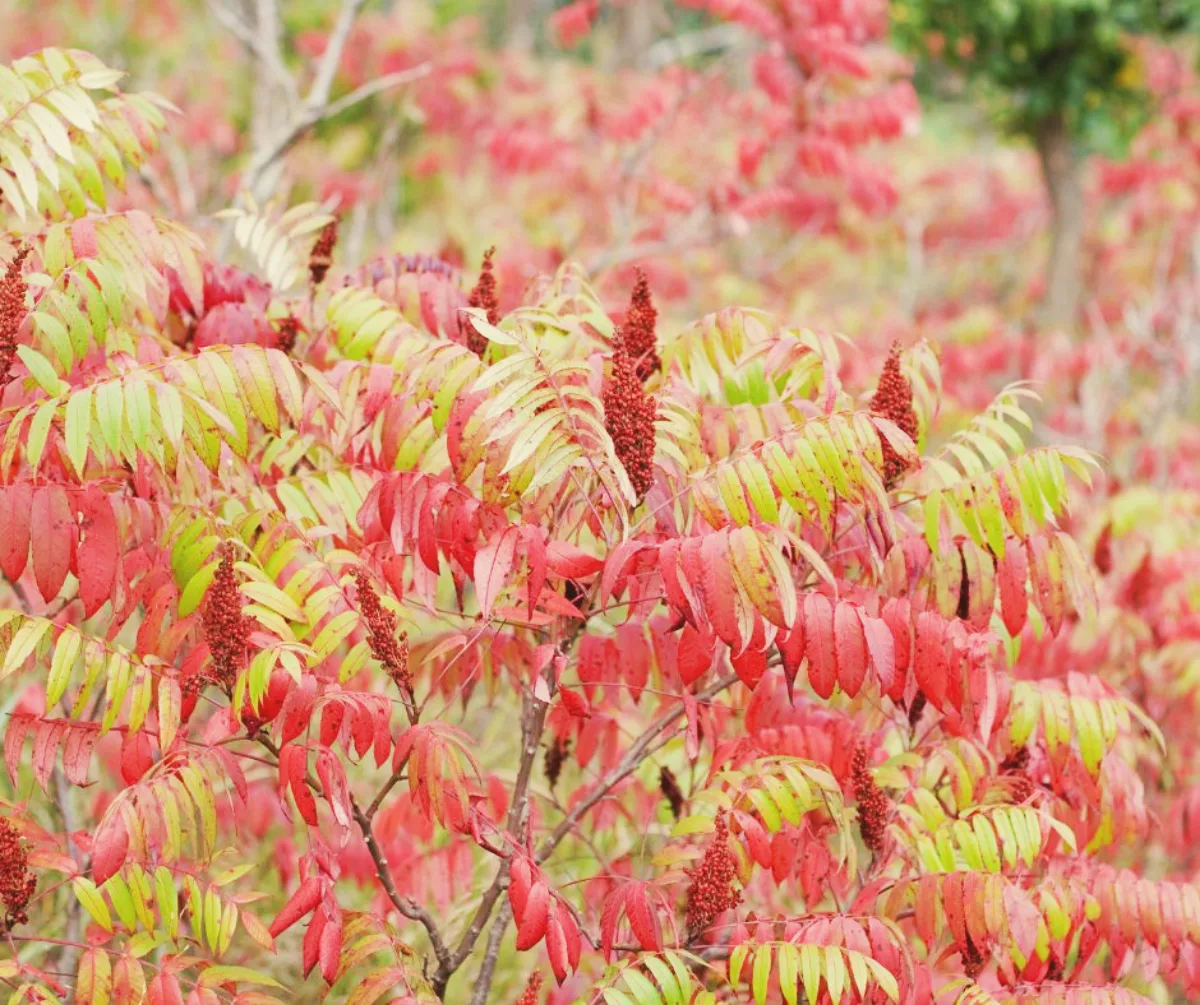 sumac vinaigrier plante invasif jardin arbuste à éviter de planter au jardin