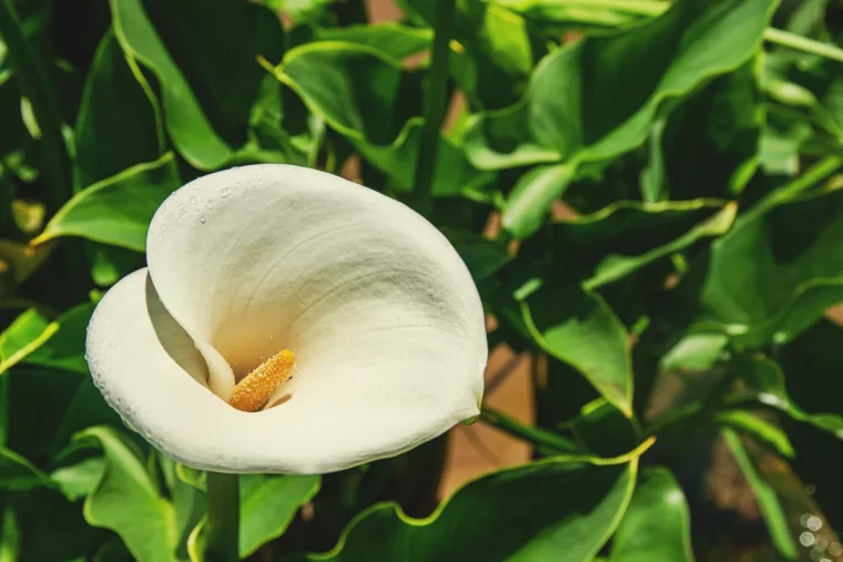 taille des arums avant l hiver besoin de couper le feuillage