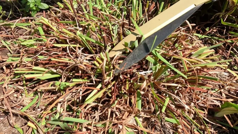 taille des iris en automne jardinage technique outils cisailles feuilles mortes