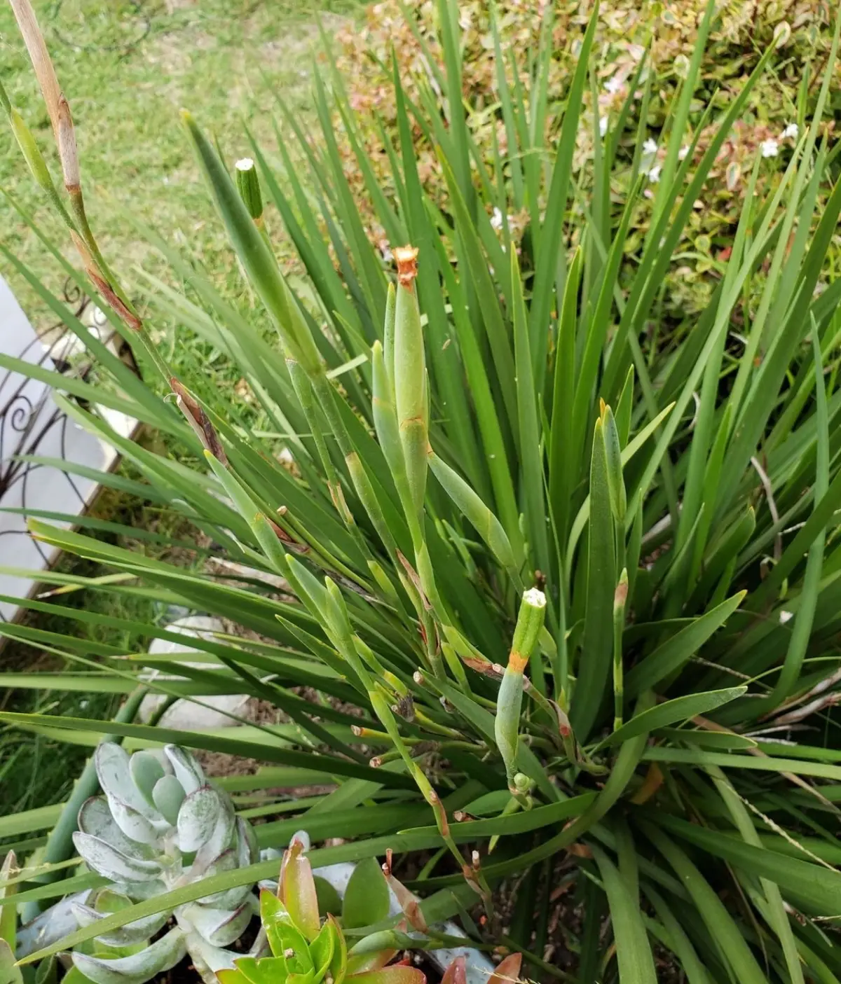 taille iris plante jardin floraison tige longue feuilles vertes