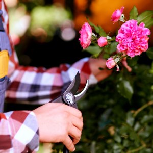 Hivernage de vos fleurs en 9 étapes clés afin de ne rien oublier ! Des plantes saines pour le printemps prochain