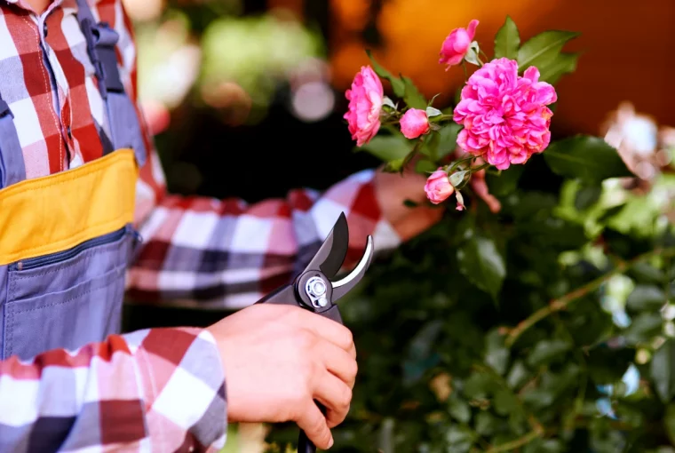 tailler les plantes avant de les renter fleurs roses