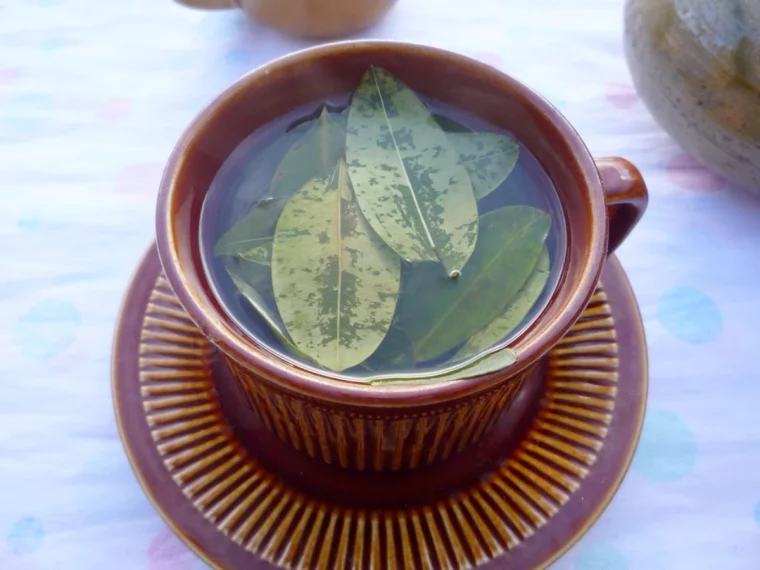 the de feuilles de laurier bienfaits verre marron