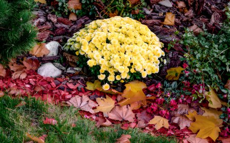 touffe de chrysanthemes jaunes avec des feuilles mortes rouges tout autour