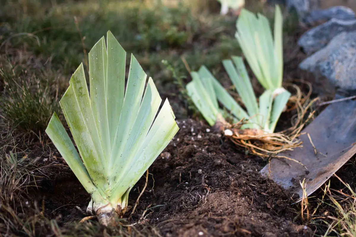 transplantation iris taille forme eventail feuilles vertes racines